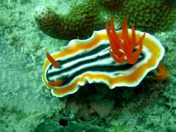 Nudibranch, Photo was taken at 45 feet deep. I used a Nik... by Chuck Gunn 